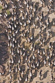 Aerial view of the blue wildebeest migration aerial,aerial view,landscape,migrate,migration,crossing,journey,commute,herd,group,mass,wildebeest,brindled gnu,antelope,antelopes,herbivores,herbivore,vertebrate,mammal,mammals,terrestrial,ungulate,h