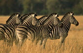 Plains zebra looking at lion herd,looking,grass,grassland,Equus burchelli,Burchell's zebra,striped,stripes,herbivores,herbivore,vertebrate,mammal,mammals,terrestrial,Africa,African,savanna,savannah,safari,zebra,wild horse,horse,h