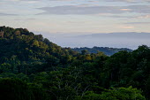 A view over the canopy of Costa Rican rainforest jungle,jungles,forest,forests,habitat,environment,tree,trees,canopy,landscape,Americas,Central America,Costa Rica,rainforest,tropical,tropics,Spanish