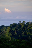 A view over the canopy of Costa Rican rainforest jungle,jungles,forest,forests,habitat,environment,tree,trees,canopy,landscape,Americas,Central America,Costa Rica,rainforest,tropical,tropics,Spanish