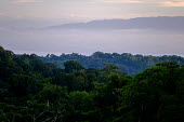 A view over the canopy of Costa Rican rainforest jungle,jungles,forest,forests,habitat,environment,tree,trees,canopy,landscape,Americas,Central America,Costa Rica,rainforest,tropical,tropics,Spanish