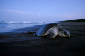 An olive ridley turtle makes its way along the shore beach,coast,coastal,shore,tide,journey,olive ridley,ridley turtle,sea turtle,sea turtles,turtle,turtles,shell,reptile,reptiles,Americas,Central America,Costa Rica,tropical,tropics,invertebrate,inverte