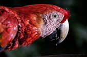 Face shot of a scarlet macaw macaw,macaws,bird,birds,birdlife,avian,aves,wings,feathers,bill,plumage,parrot,parrots,colour,colourful,red,Americas,Central America,Costa Rica,rainforest,tropical,tropics,Scarlet macaw,Ara macao,Parr