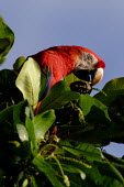 Scarlet macaw perched in a tree eating seeds macaw,macaws,bird,birds,birdlife,avian,aves,wings,feathers,bill,plumage,parrot,parrots,colour,colourful,red,Americas,Central America,Costa Rica,rainforest,tropical,tropics,Scarlet macaw,Ara macao,Parr