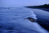 An olive ridley turtle makes its way back into the sea beach,coast,coastal,shore,tide,journey,olive ridley,ridley turtle,sea turtle,sea turtles,turtle,turtles,shell,reptile,reptiles,Americas,Central America,Costa Rica,tropical,tropics,invertebrate,inverte