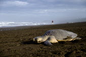 An olive ridley turtle makes its way along the shore beach,coast,coastal,shore,tide,journey,olive ridley,ridley turtle,sea turtle,sea turtles,turtle,turtles,shell,reptile,reptiles,Americas,Central America,Costa Rica,tropical,tropics,invertebrate,inverte