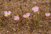 Lesser water-plantain ssp. repens flowers Leaves,Mature form,Flower,Habitat,Species in habitat shot,Monocots,Liliopsida,Alismatales,Alismataceae,Ponds and lakes,Europe,Africa,Photosynthetic,Aquatic,Temporary water,Tracheophyta,Asia,IUCN Red L