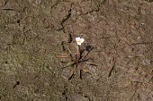 Lesser water-plantain ssp. ranunculoides flower Habitat,Species in habitat shot,Leaves,Flower,Alismataceae,Alismatales,Monocots,Liliopsida,Ponds and lakes,Europe,Africa,Photosynthetic,Aquatic,Temporary water,Tracheophyta,Asia,IUCN Red List,Plantae,