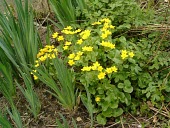 Marsh marigold in flower Species in habitat shot,Mature form,Habitat,Leaves,Flower,Buttercup Family,Ranunculaceae,Ranunculales,Magnoliopsida,Dicots,Magnoliophyta,Flowering Plants,Urban,Photosynthetic,Anthophyta,Plantae,Caltha