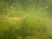 Tassel Stonewort underwater Habitat,Mature form,Species in habitat shot,Leaves,Chlorophyta,Green Algae,Charophyceae,Aquatic,Tolypella,Wildlife and Conservation Act,Temporary water,Charales,Photosynthetic,Protista,Africa,Europe,C