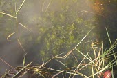 Great tassel stonewort in water Mature form,Leaves,Species in habitat shot,Habitat,Chlorophyta,Green Algae,Temporary water,Charales,Photosynthetic,Tolypella,Endangered,South America,Europe,Characeae,North America,Charophyceae,Protis