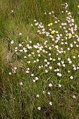 Lesser water-plantain ssp. repens in flower Flower,Mature form,Leaves,Species in habitat shot,Habitat,Monocots,Liliopsida,Alismatales,Alismataceae,Ponds and lakes,Europe,Africa,Photosynthetic,Aquatic,Temporary water,Tracheophyta,Asia,IUCN Red L