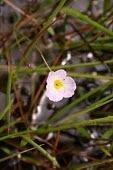 Lesser water-plantain flower Mature form,Flower,Habitat,Leaves,Species in habitat shot,Monocots,Liliopsida,Alismatales,Alismataceae,Ponds and lakes,Europe,Africa,Photosynthetic,Aquatic,Temporary water,Tracheophyta,Asia,IUCN Red L