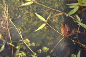 Great tassel stonewort in water Mature form,Habitat,Species in habitat shot,Chlorophyta,Green Algae,Temporary water,Charales,Photosynthetic,Tolypella,Endangered,South America,Europe,Characeae,North America,Charophyceae,Protista,Aqua