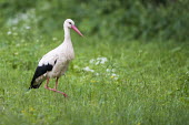 White stork in meadow birds,bird,birdlife,avian,aves,stork,storks,bill,walking,meadow,habitat,green background,negative space,eating,feeding,forage,foraging,hunting,White stork,Ciconia ciconia,Chordates,Chordata,Storks,Cic