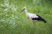 White stork in meadow birds,bird,birdlife,avian,aves,stork,storks,bill,walking,meadow,habitat,green background,eating,feeding,forage,foraging,hunting,White stork,Ciconia ciconia,Chordates,Chordata,Storks,Ciconiidae,Ciconii