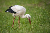 White stork feeding on insects in meadow birds,bird,birdlife,avian,aves,stork,storks,bill,walking,meadow,habitat,green background,eating,feeding,forage,foraging,hunting,White stork,Ciconia ciconia,Chordates,Chordata,Storks,Ciconiidae,Ciconii