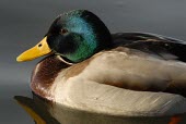 Male mallard Adult Male,Adult,Mallard duck,Anas platyrhynchos,Waterfowl,Anseriformes,Chordates,Chordata,Ducks, Geese, Swans,Anatidae,Aves,Birds,Mallard,Canard colvert,Terrestrial,Herbivorous,platyrhynchos,North Am