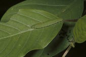 Brimstone caterpillar on leaf Brimstone,Gonepteryx rhamni,Insects,Insecta,Whites, Sulphurs, Orange-tips,Pieridae,Lepidoptera,Butterflies, Skippers, Moths,Arthropoda,Arthropods,Gonepteryx,Europe,Africa,Asia,Temperate,Urban,Herbivor