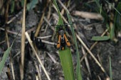 Fiery Clearwing Bembecia chrysidiformis,Fiery Clearwing,Sesiidae,Clearwing Moths,Arthropoda,Arthropods,Insects,Insecta,Lepidoptera,Butterflies, Skippers, Moths,Fiery clearwing moth,Temperate,Europe,Endangered,Bembeci