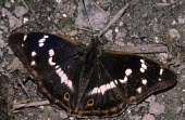 Male purple emperor butterfly Purple emperor,Apatura iris,Lepidoptera,Butterflies, Skippers, Moths,Nymphalidae,Brush-Footed Butterflies,Arthropoda,Arthropods,Insects,Insecta,Animalia,Species of Conservation Concern,Apatura,Flying,