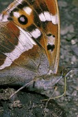 Purple emperor butterfly Purple emperor,Apatura iris,Lepidoptera,Butterflies, Skippers, Moths,Nymphalidae,Brush-Footed Butterflies,Arthropoda,Arthropods,Insects,Insecta,Animalia,Species of Conservation Concern,Apatura,Flying,