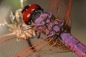 Close up of male violet dropwing Trithemis annulata,Violet dropwing,Arthropoda,Arthropods,Insects,Insecta,Odonata,Dragonflies and Damselflies,Skimmers,Libellulidae,violet-marked darter,plum-coloured dropwing,Trithémis Annelé,Terres