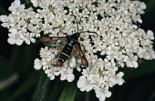 Fiery Clearwing Bembecia chrysidiformis,Fiery Clearwing,Sesiidae,Clearwing Moths,Arthropoda,Arthropods,Insects,Insecta,Lepidoptera,Butterflies, Skippers, Moths,Fiery clearwing moth,Temperate,Europe,Endangered,Bembeci