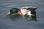 Male mallard Adult Male,Adult,Mallard duck,Anas platyrhynchos,Waterfowl,Anseriformes,Chordates,Chordata,Ducks, Geese, Swans,Anatidae,Aves,Birds,Mallard,Canard colvert,Terrestrial,Herbivorous,platyrhynchos,North Am