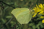 Brimstone butterfly feeding Brimstone,Gonepteryx rhamni,Insects,Insecta,Whites, Sulphurs, Orange-tips,Pieridae,Lepidoptera,Butterflies, Skippers, Moths,Arthropoda,Arthropods,Gonepteryx,Europe,Africa,Asia,Temperate,Urban,Herbivor