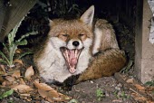 Red fox yawning Adult,Vulpes vulpes,Red fox,Chordates,Chordata,Mammalia,Mammals,Carnivores,Carnivora,Dog, Coyote, Wolf, Fox,Canidae,Renard Roux,Zorro Rojo,ZORRO,Asia,Africa,Common,Riparian,Terrestrial,Animalia,vulpes