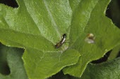 Young common European earwig Common european earwig,Forficula auricularia,Insects,Insecta,Common Earwigs,Forficulidae,Dermaptera,Earwigs,Arthropoda,Arthropods,Common European earwig,Common,Europe,Urban,Omnivorous,Forficula,Grassl