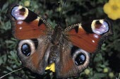 Peacock butterfly Inachis io,Peacock,Insects,Insecta,Nymphalidae,Brush-Footed Butterflies,Arthropoda,Arthropods,Lepidoptera,Butterflies, Skippers, Moths,Peacock butterfly,Temperate,Common,Europe,Animalia,Flying,Inachis