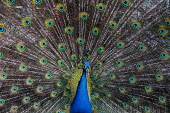 Male Indian peafowl displaying feathers peacocks,peacock,peafowl,feathers,pattern,birds,symmetry,colour,colourful,beautiful,colourful birds,India,Indian,Indian peafowl,Pavo cristatus,Chordates,Chordata,Phasianidae,Grouse, Partridges, Pheasa