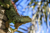 Green iguana portrait iguanas,lizards,lizard,reptiles,reptile,green,climbing,climb,Green iguana,Iguana iguana,Reptilia,Reptiles,Iguanidae,Squamata,Lizards and Snakes,Chordates,Chordata,Common iguana,South America,Scrub,Ani