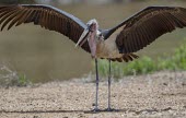 A marabou stork spreading its wings wild dog,hunting dog,African hunting dog,canine,savannah,savanna,hunter,predator,carnivore,Africa,close up,African wild dog,Lycaon pictus,Leptoptilos crumeniferus,Marabou stork,Aves,Birds,Ciconiiforme