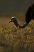 A male ostrich feeding on the plains bird,neck,shallow focus,savanna,savannah,flightless bird,Ostrich,Struthio camelus,Ostriches,Struthionidae,Aves,Birds,Struthioniformes,Chordates,Chordata,Common ostrich,Autruche,camelus,Animalia,Omnivo