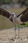 A marabou stork spreading its wings stork,storks,bird,water,lake,pond,ponds and lakes,perch,perched,perching,waiting,reflection,birds,birdlife,Marabou stork,Leptoptilos crumeniferus,Aves,Birds,Ciconiiformes,Herons Ibises Storks and Vult