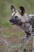 An adult African wild dog walking through grassland wild dog,hunting dog,African hunting dog,canine,savannah,savanna,hunter,predator,carnivore,Africa,African wild dog,Lycaon pictus,Carnivores,Carnivora,Mammalia,Mammals,Chordates,Chordata,Dog, Coyote, W