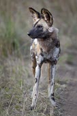 An adult African wild dog sets out for a hunt wild dog,hunting dog,African hunting dog,canine,savannah,savanna,hunter,predator,carnivore,Africa,African wild dog,Lycaon pictus,Carnivores,Carnivora,Mammalia,Mammals,Chordates,Chordata,Dog, Coyote, W