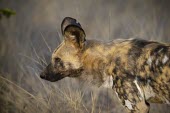 An adult African wild dog in morning light wild dog,hunting dog,African hunting dog,canine,savannah,savanna,hunter,predator,carnivore,Africa,African wild dog,Lycaon pictus,Carnivores,Carnivora,Mammalia,Mammals,Chordates,Chordata,Dog, Coyote, W