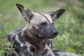 An African wild dog resting wild dog,hunting dog,African hunting dog,canine,savannah,savanna,hunter,predator,carnivore,Africa,close up,African wild dog,Lycaon pictus,Carnivores,Carnivora,Mammalia,Mammals,Chordates,Chordata,Dog,