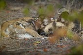 An adult African wild dog peering through foliage wild dog,hunting dog,African hunting dog,canine,savannah,savanna,hunter,predator,carnivore,Africa,African wild dog,Lycaon pictus,Carnivores,Carnivora,Mammalia,Mammals,Chordates,Chordata,Dog, Coyote, W