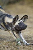 An adult African wild dog stretching in forest wild dog,hunting dog,African hunting dog,canine,savannah,savanna,hunter,predator,carnivore,Africa,African wild dog,Lycaon pictus,Carnivores,Carnivora,Mammalia,Mammals,Chordates,Chordata,Dog, Coyote, W