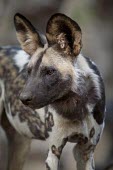 An adult African wild dog in forest wild dog,hunting dog,African hunting dog,canine,savannah,savanna,hunter,predator,carnivore,Africa,African wild dog,Lycaon pictus,Carnivores,Carnivora,Mammalia,Mammals,Chordates,Chordata,Dog, Coyote, W