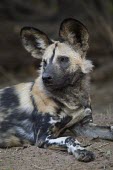 An adult African wild dog resting in forest wild dog,hunting dog,African hunting dog,canine,savannah,savanna,hunter,predator,carnivore,Africa,African wild dog,Lycaon pictus,Carnivores,Carnivora,Mammalia,Mammals,Chordates,Chordata,Dog, Coyote, W