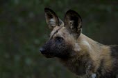 An adult African wild dog standing in late afternoon light wild dog,hunting dog,African hunting dog,canine,savannah,savanna,hunter,predator,carnivore,Africa,African wild dog,Lycaon pictus,Carnivores,Carnivora,Mammalia,Mammals,Chordates,Chordata,Dog, Coyote, W