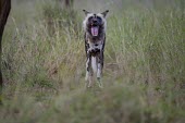 An adult African wild dog yawning wild dog,hunting dog,African hunting dog,canine,savannah,savanna,hunter,predator,carnivore,Africa,African wild dog,Lycaon pictus,Carnivores,Carnivora,Mammalia,Mammals,Chordates,Chordata,Dog, Coyote, W