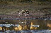 An adult African wild dog visiting a waterhole wild dog,hunting dog,African hunting dog,canine,savannah,savanna,hunter,predator,carnivore,Africa,African wild dog,Lycaon pictus,Carnivores,Carnivora,Mammalia,Mammals,Chordates,Chordata,Dog, Coyote, W