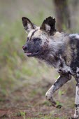 An adult African wild dog trotting through grassland wild dog,hunting dog,African hunting dog,canine,savannah,savanna,hunter,predator,carnivore,Africa,African wild dog,Lycaon pictus,Carnivores,Carnivora,Mammalia,Mammals,Chordates,Chordata,Dog, Coyote, W